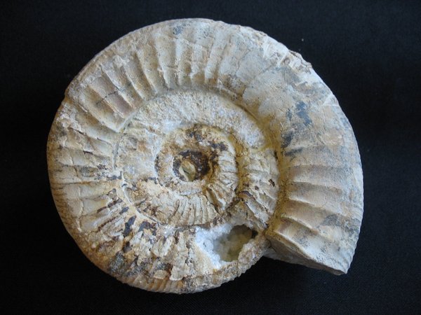 Ammonit - Nummer 16