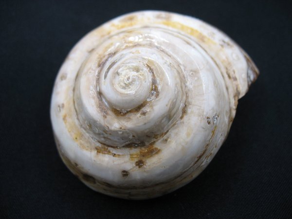 Snail - Number 19