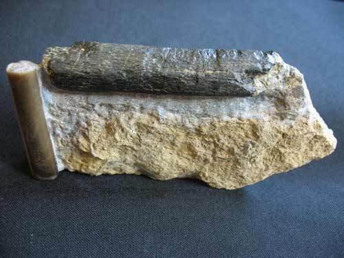 fossiler Knochen von Ichthyosaurier ? - Nummer 1