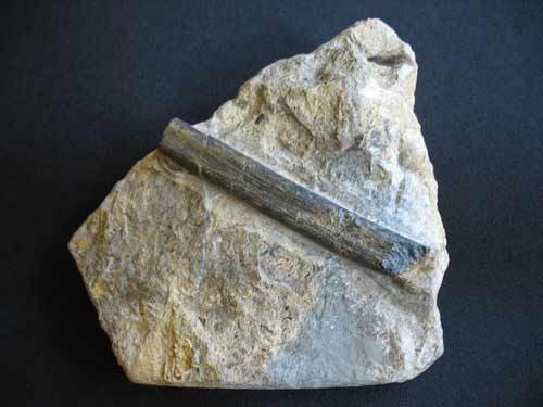 fossiler Knochen von Ichthyosaurier ? - Nummer 3