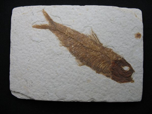 Fossiler Fisch - Nummer 9