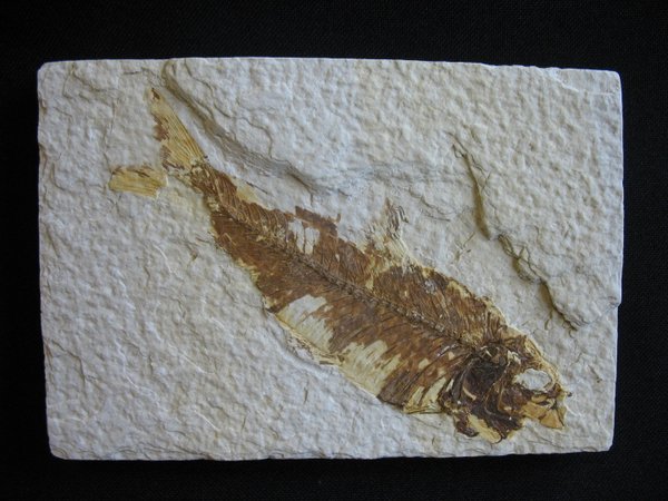 Fossiler Fisch - Nummer 14