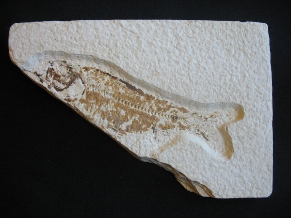 Fossiler Fisch - Nummer 15