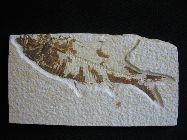 Fossiler Fisch - Nummer 16