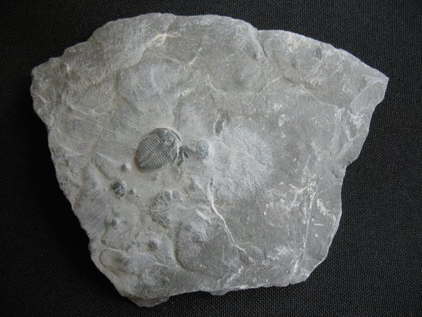 Trilobit aus Utah - Nummer 1