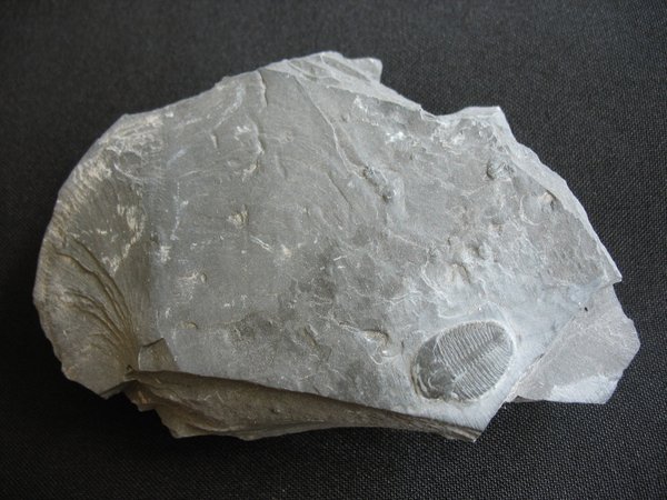 Trilobit aus Utah - Nummer 5