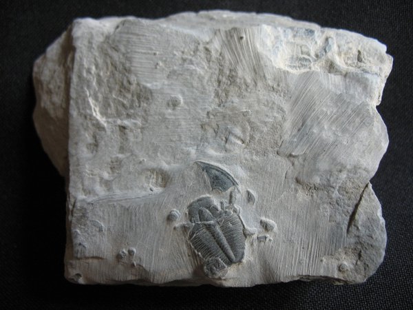 Trilobite from Utah - Number 12