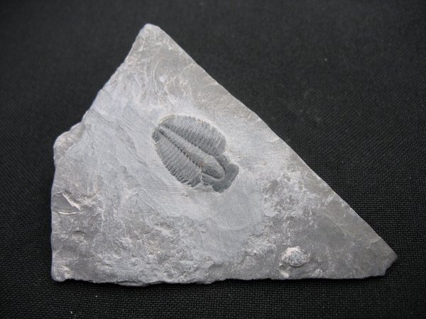 Trilobit aus Utah - Nummer 13