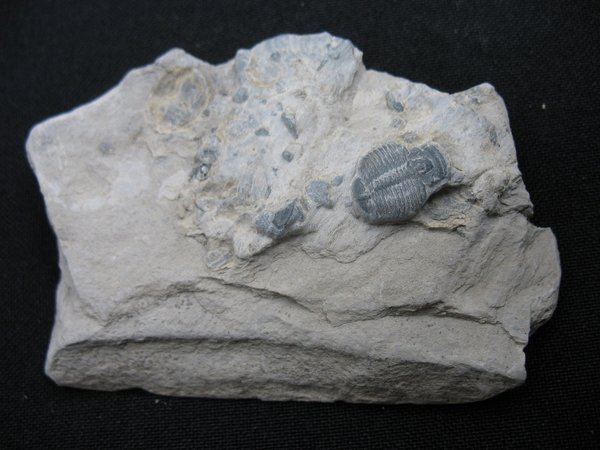 Trilobit aus Utah - Nummer 16