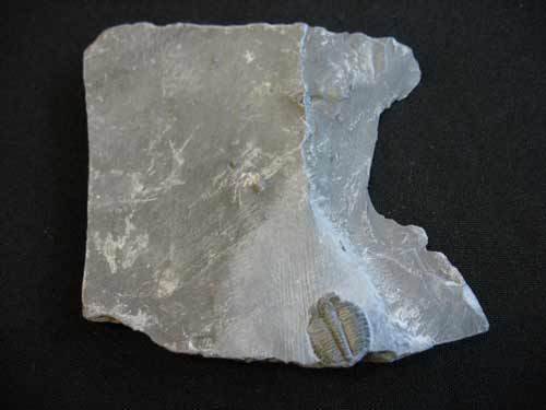 Trilobite from Utah - Number 17