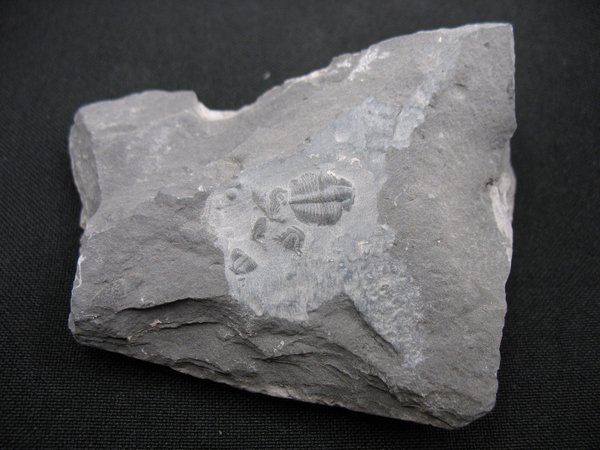 Trilobit aus Utah - Nummer 18
