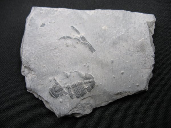 Trilobit aus Utah - Nummer 19