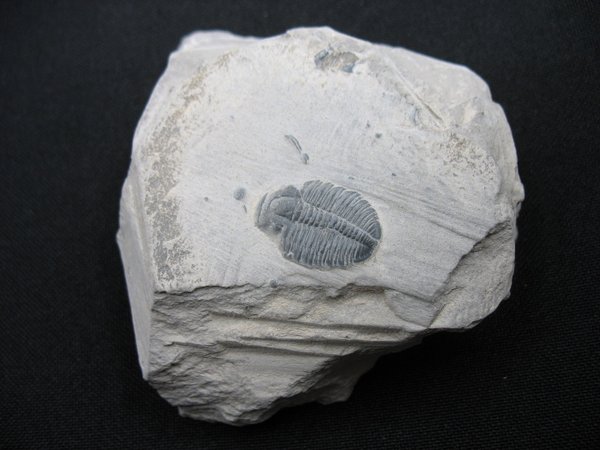 Trilobit aus Utah - Nummer 20