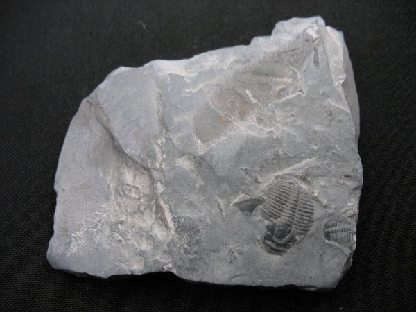 Trilobit aus Utah - Nummer 22