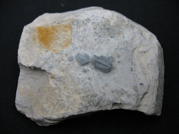 Trilobit aus Utah - Nummer 24