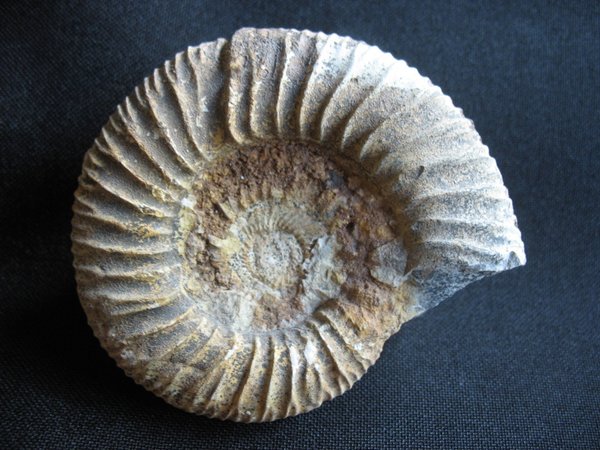Ammonit - Nummer 4