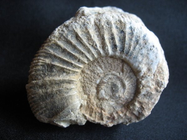 Ammonit - Nummer 6