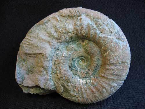 Ammonit - Nummer 14