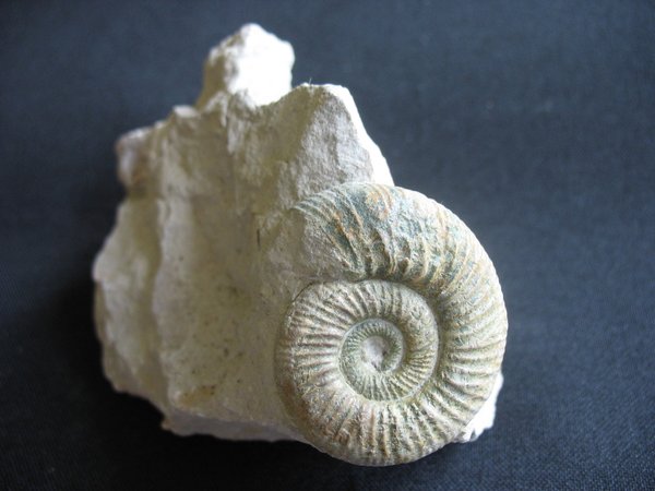Ammonit - Nummer 19