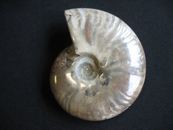 opaleszierender Ammonit - Nummer 4