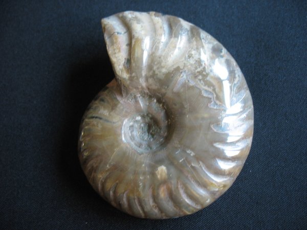 opaleszierender Ammonit - Nummer 10
