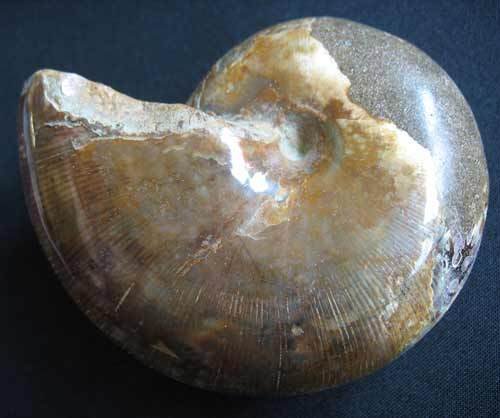 Dicker Ammonit - Nummer 4