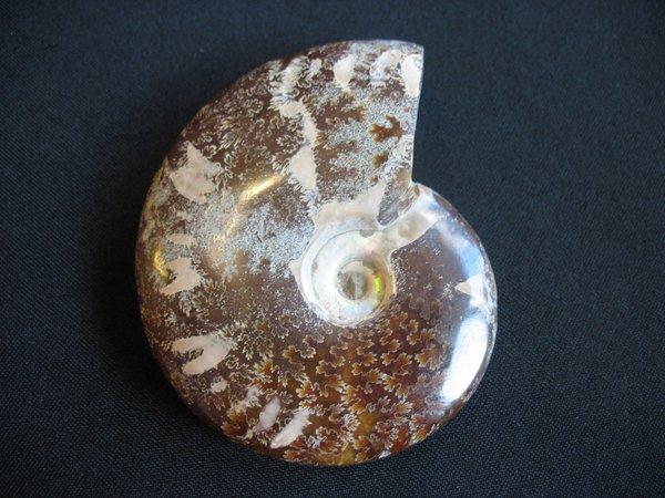 Ammonit poliert - Nummer 3