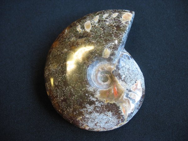 Ammonit poliert - Nummer 5