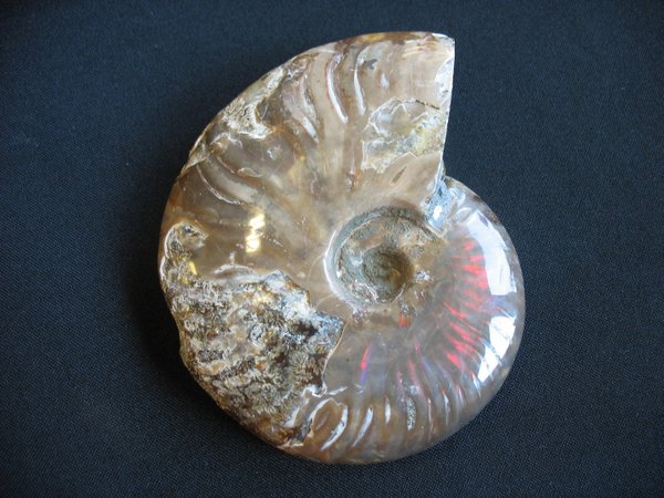 Ammonit poliert - Nummer 8