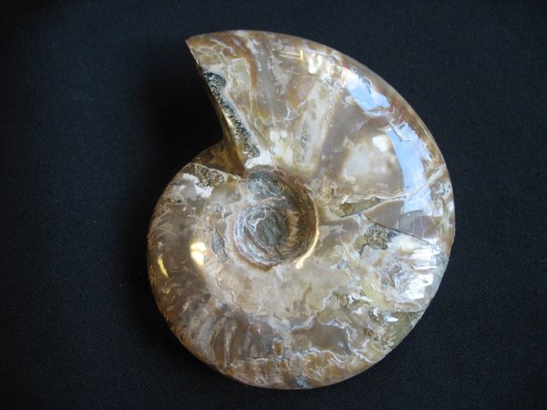 Ammonit poliert - Nummer 9
