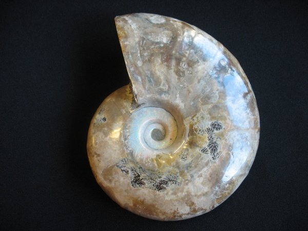 Ammonit poliert - Nummer 19
