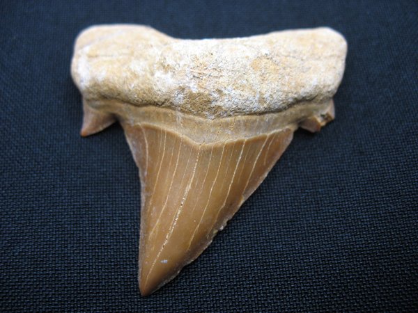 Shark Tooth - Number 2