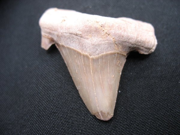 Shark Tooth - Number 11