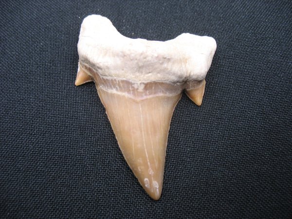 Shark Tooth - Number 14
