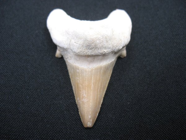 Shark Tooth - Number 15