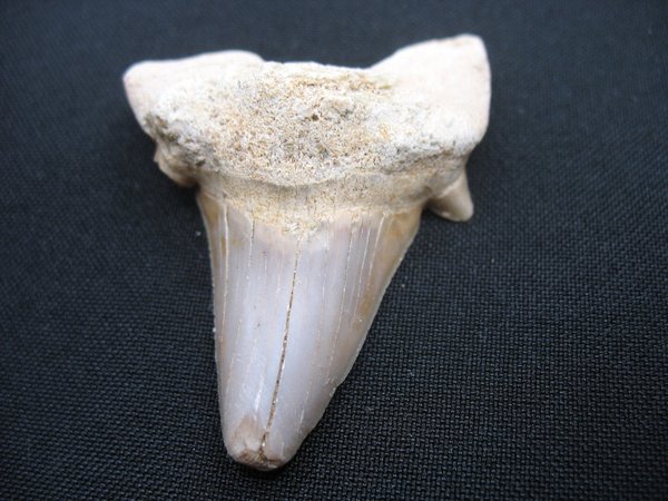 Shark Tooth - Number 16