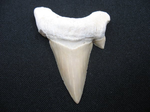 Shark Tooth - Number 17