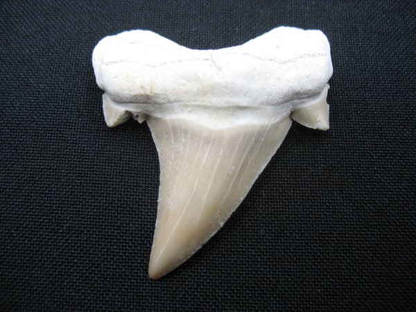 Shark Tooth - Number 18