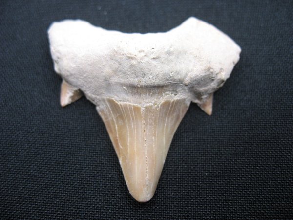 Shark Tooth - Number 19
