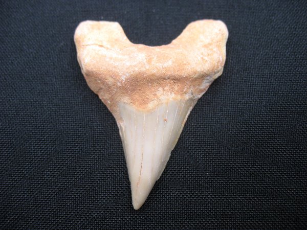 Shark Tooth - Number 20