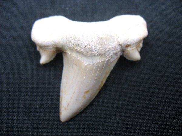 Shark Tooth - Number 22