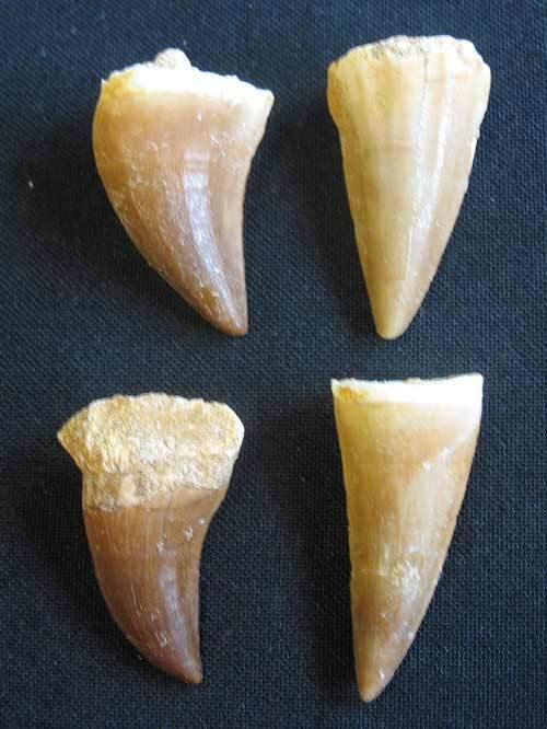 Mosasaur Tooth - small size