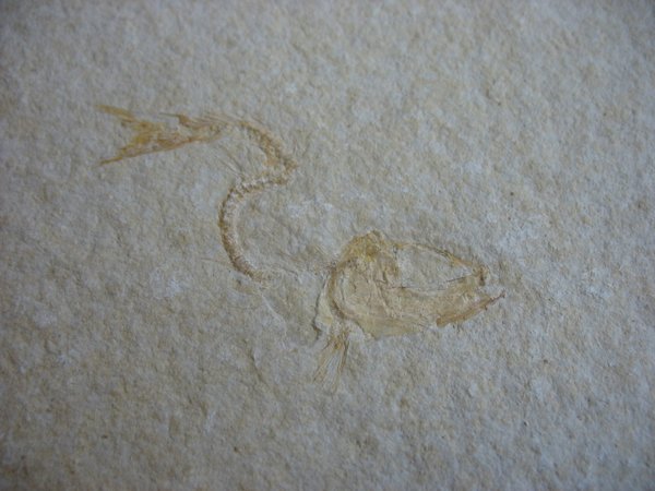 Nummer 13 - fossiler Fisch