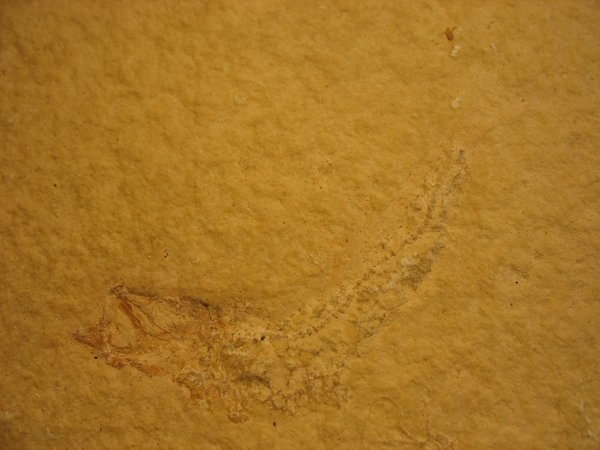 Nummer 16 - fossiler Fisch