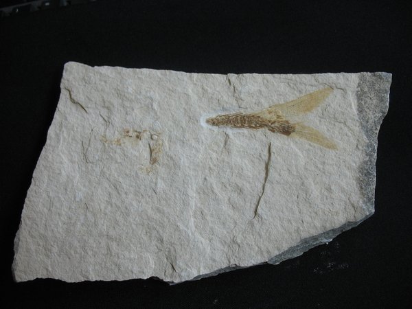Nummer 35 - fossiler Fisch