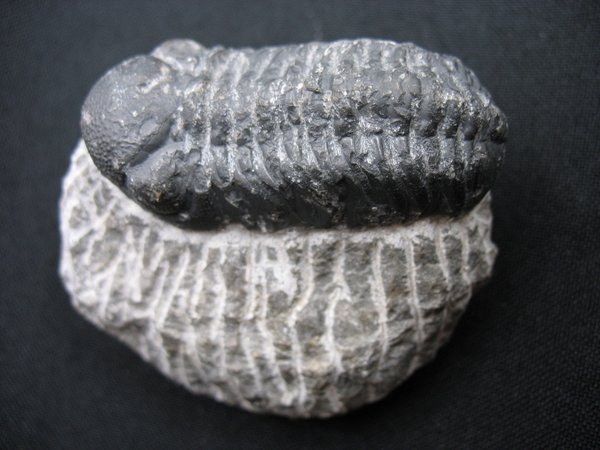 Trilobit - Nummer 4