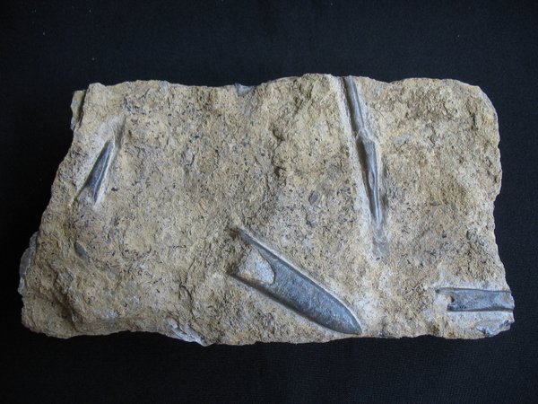 Plate with Belemnites - Number 1
