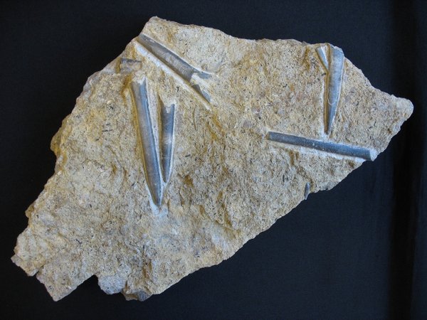 Plate with Belemnites - Number 2