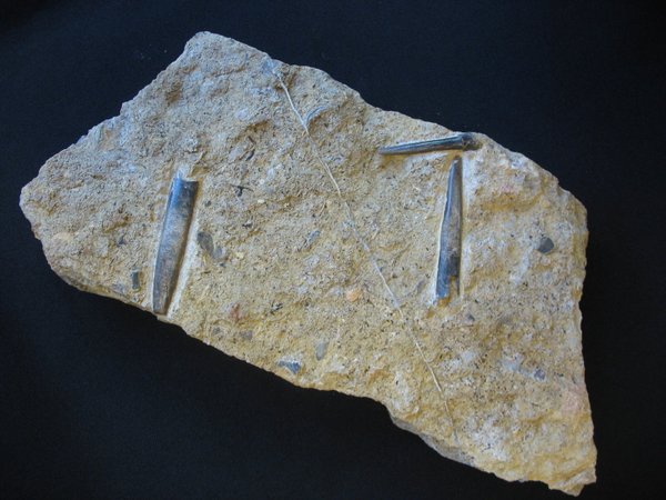 Plate with Belemnites - Number 5