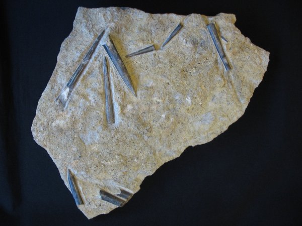 Plate with Belemnites - Number 8